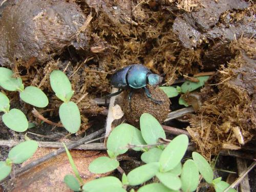 Garreta azureus