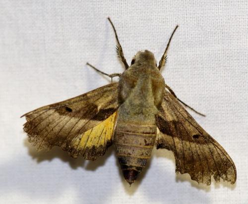 Proserpinus proserpina