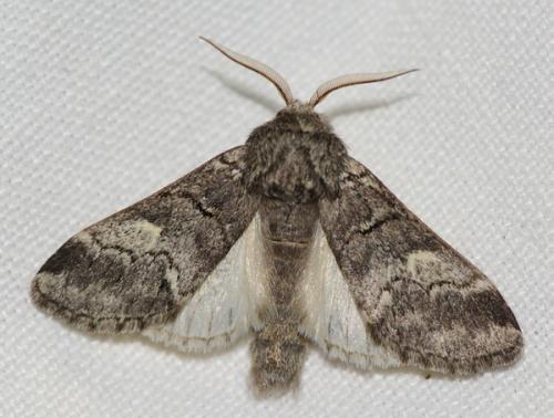 Réf. 46 993 : Drymonia querna