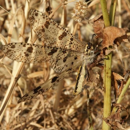 Réf. 46 968 : Palpares libelluloides