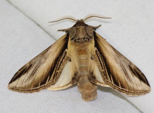 Réf. 46 991 : Pheosia tremula