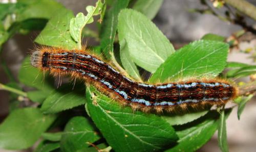 Malacosoma franconica