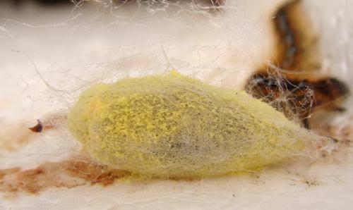 Malacosoma franconica