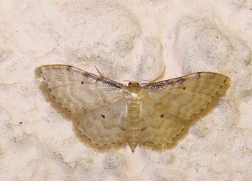 Réf. 46 040 : Idaea fuscovenosa