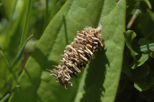 Réf. 46 921 : Megalophanes sp.
