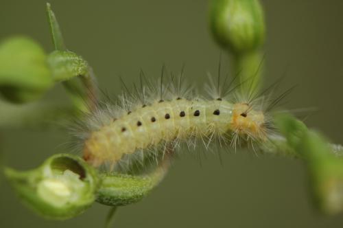 Réf. 46 912 : Spilosoma lubricipeda