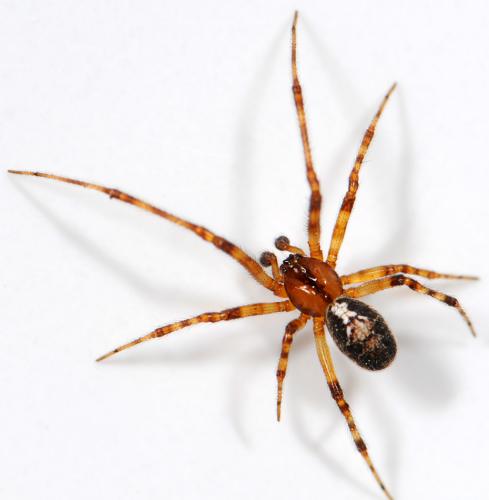 Theridion varians