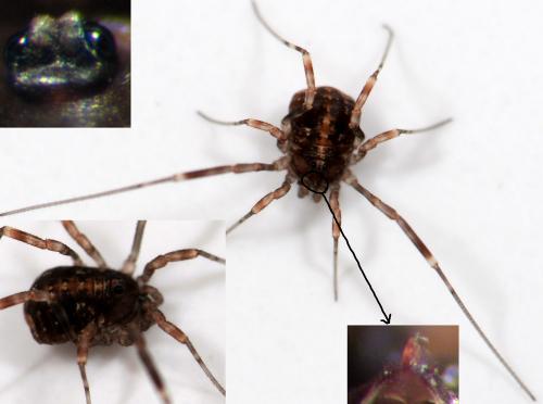 Paroligolophus agrestis