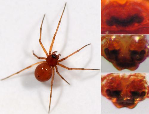 Réf. 46 383 : Nematogmus sanguinolentus