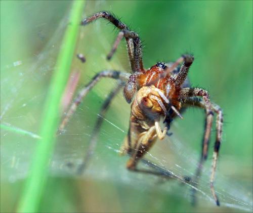 Réf. 46 063 : Agelena labyrinthica
