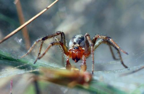 Réf. 46 062 : Agelena labyrinthica