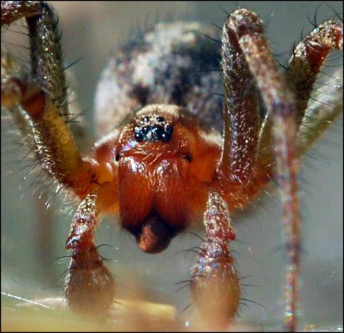 Agelena labyrinthica