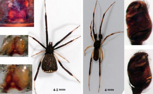 Episinus truncatus