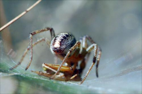 Agelena labyrinthica