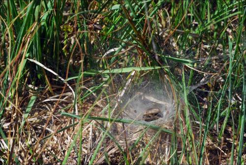 Agelena labyrinthica