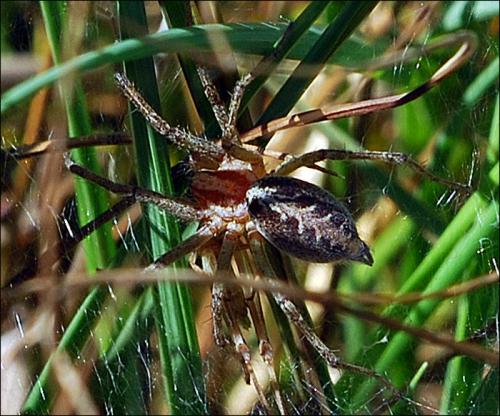 Agelena labyrinthica