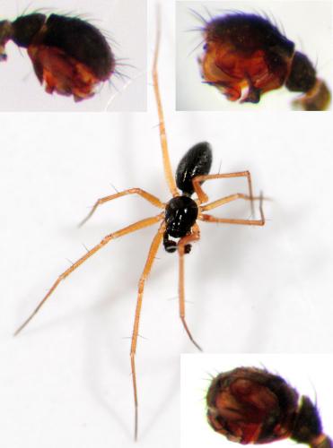 Tenuiphantes flavipes