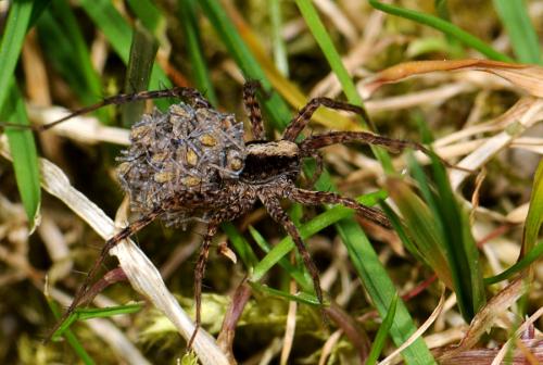 Pardosa sp.