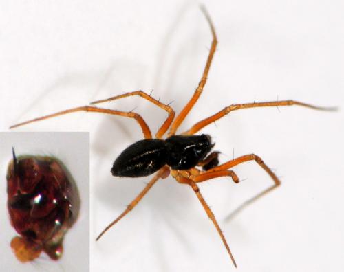 Réf. 46 810 : Obscuriphantes obscurus