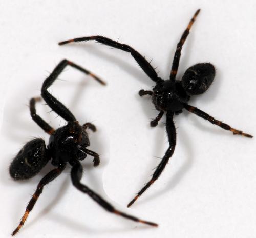Synema globosum