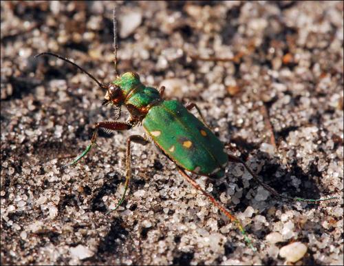 Réf. 46 478 : Cicindela campestris