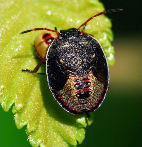 Réf. 46 360 : Piezodorus lituratus