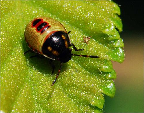 Piezodorus lituratus