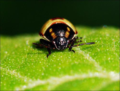 Piezodorus lituratus