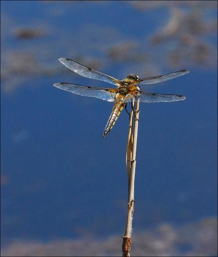 Réf. 46 393 : Libellula quadrimaculata