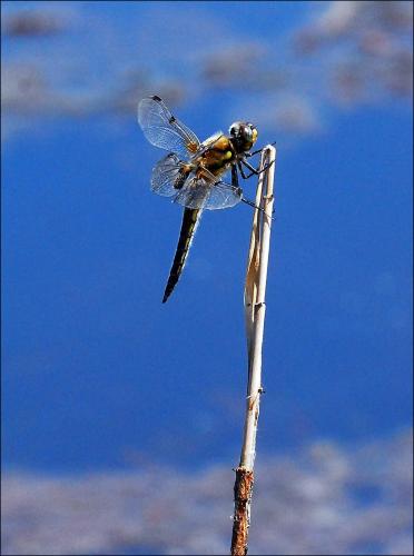 Réf. 46 395 : Libellula quadrimaculata