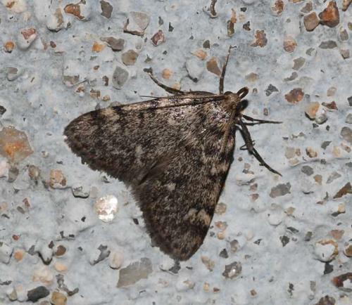Réf. 46 158 : Aglossa pinguinalis