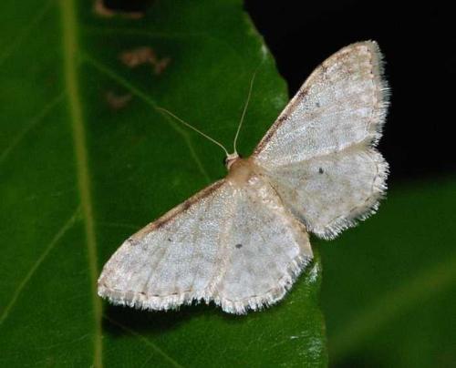 Réf. 46 336 : Idaea fuscovenosa