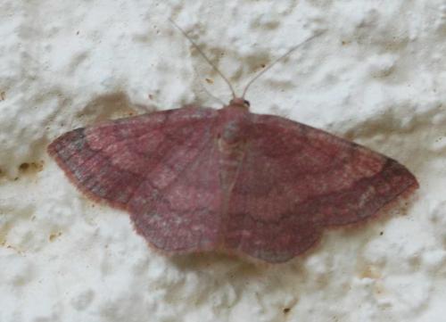 Réf. 46 539 : Scopula rubiginata