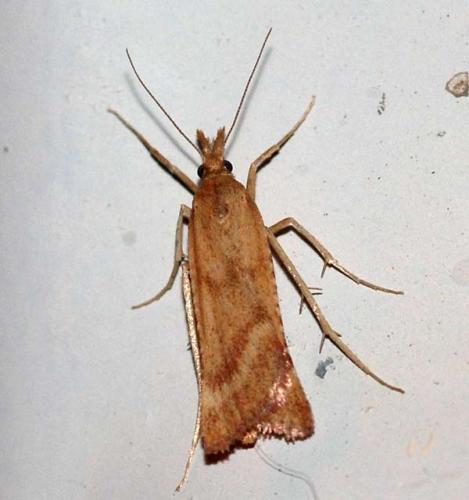 Réf. 46 752 : Synaphe punctalis