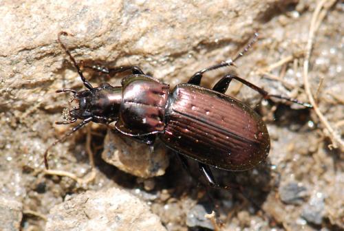 Pterostichus multipunctatus