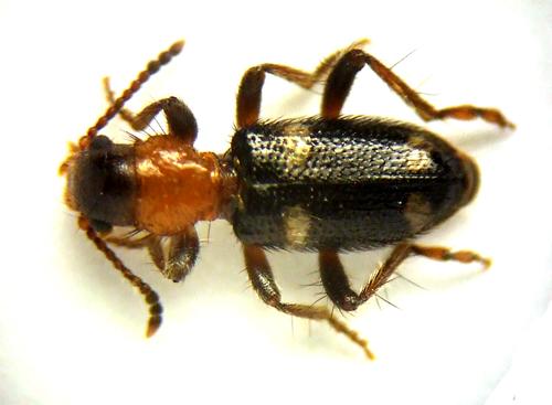 Allonyx quadrimaculatus