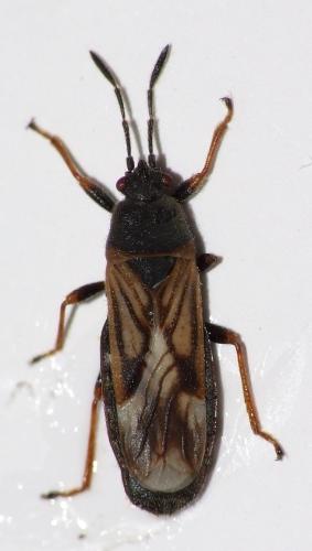 Réf. 46 036 : Ischnodemus sabuleti