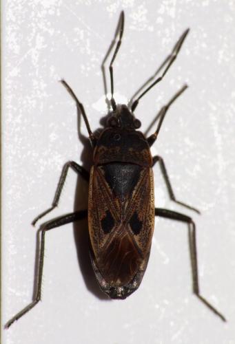 Rhyparochromus pini