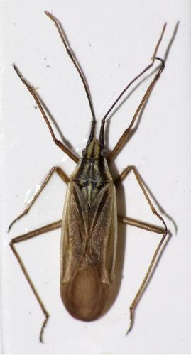 Acetropis gimmerthalii