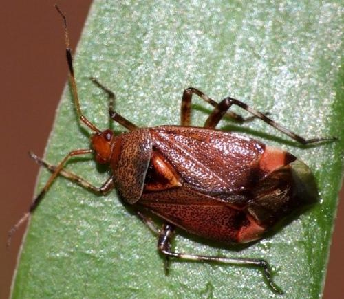 Réf. 46 207 : Deraeocoris olivaceus