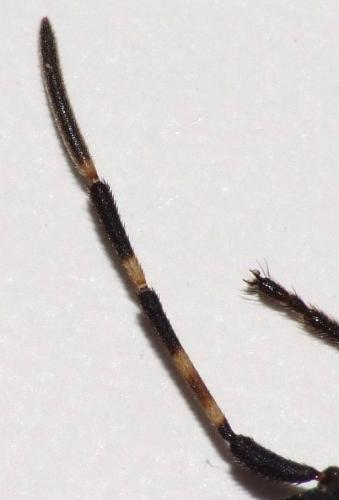 Réf. 46 204 : Dicranocephalus agilis