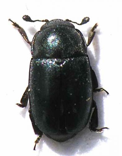 Meligethinae