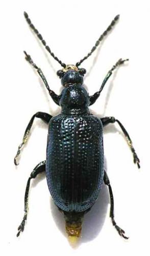 Réf. 46 430 : Oulema sp.