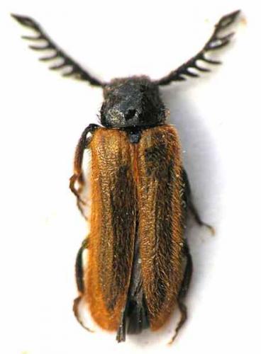 Drilus flavescens