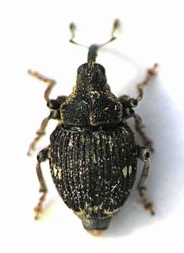 Réf. 46 422 : Nedyus quadrimaculatus
