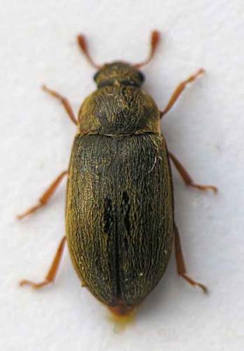 Byturus tomentosus