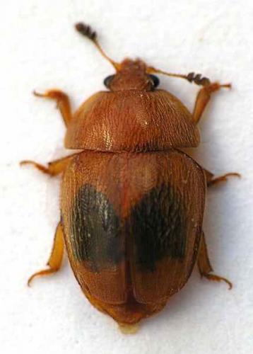 Cychramus luteus