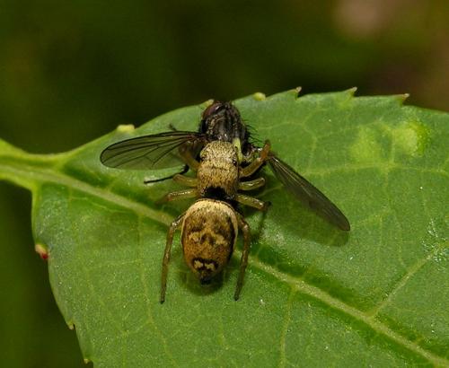 Heliophanus tribulosus