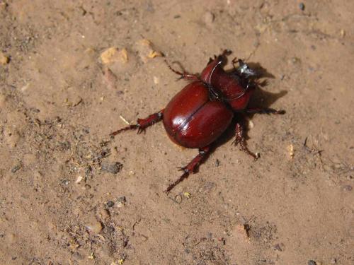 Phyllognathus orion
