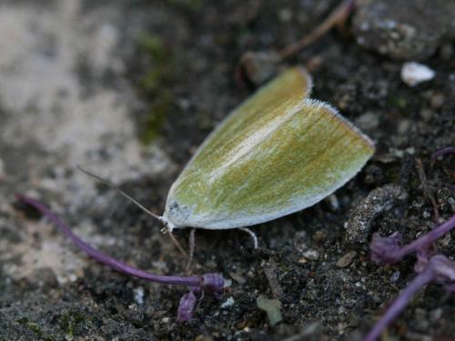 Réf. 46 746 : Earias clorana